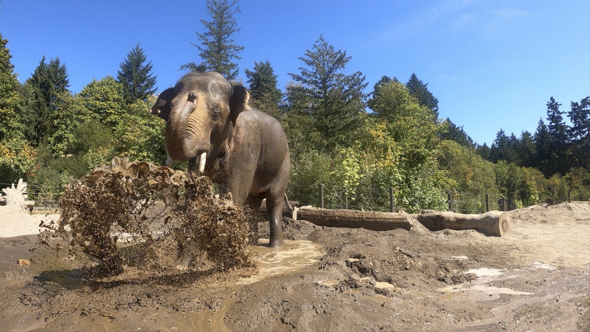 Asian elephant Samudra walks around enclosure.