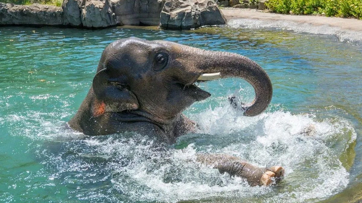 Asian elephant Samudra splashes in water.