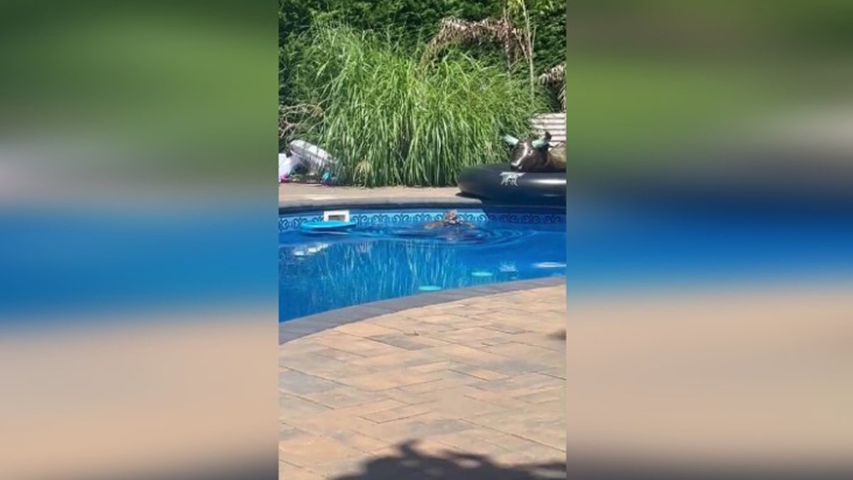 Long Island owl stuck in swimming pool