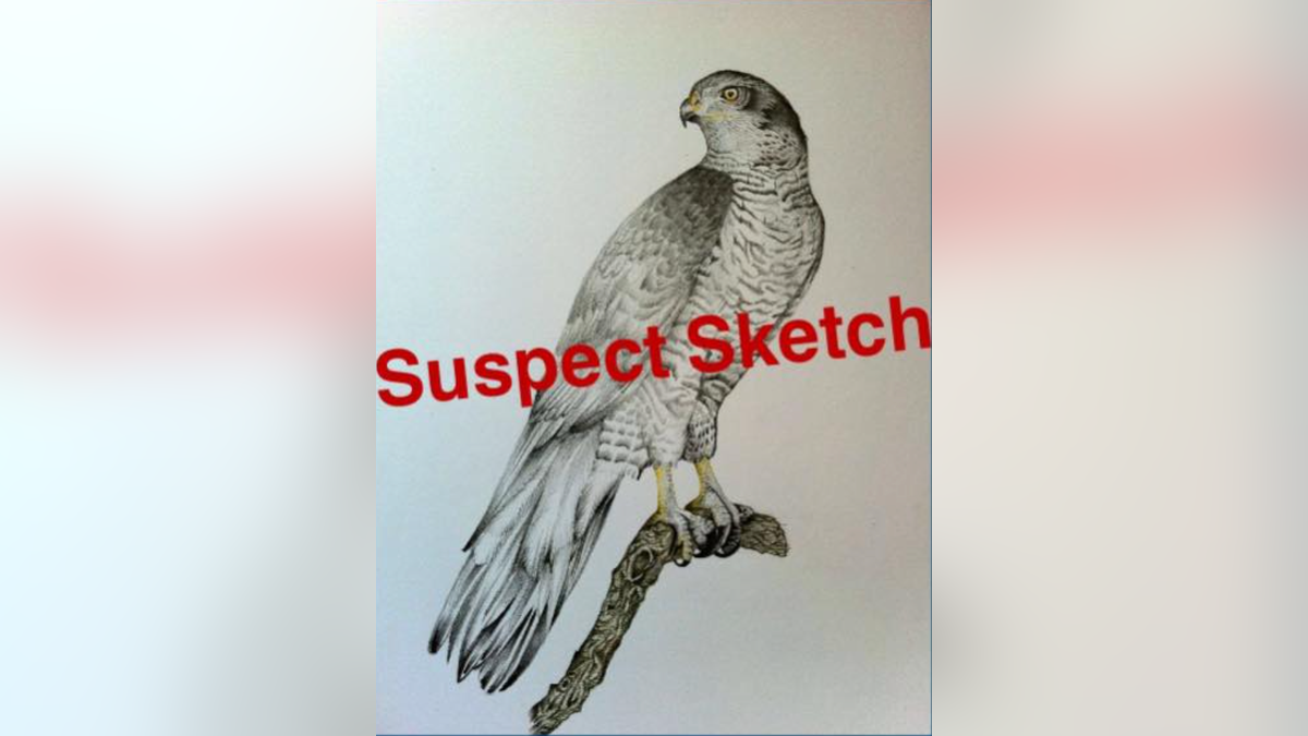 humorous "suspect sketch" of bird 