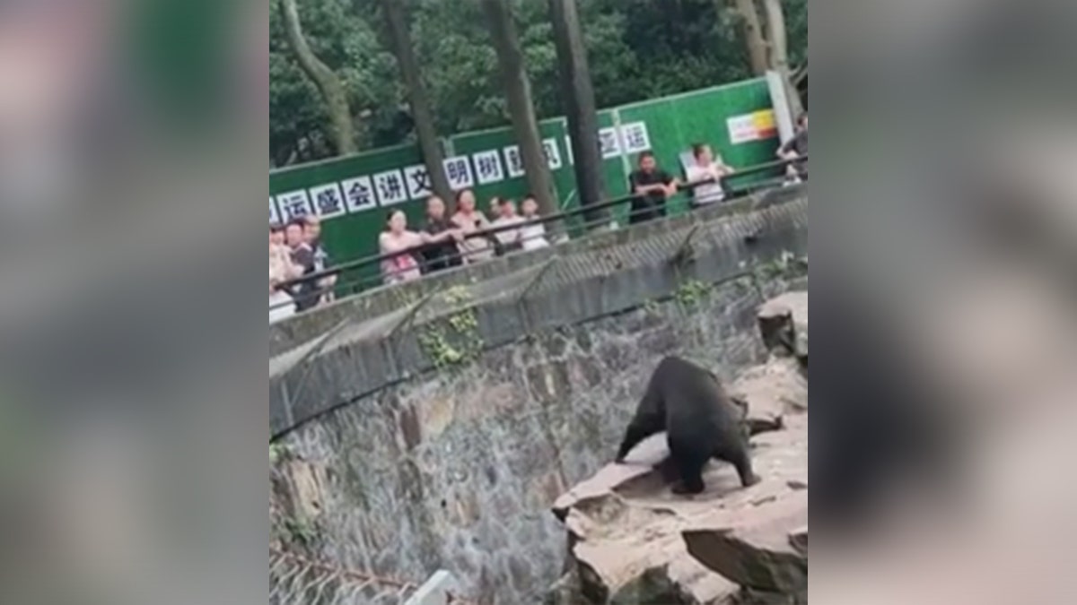 A sun bear (or human?) on all fours