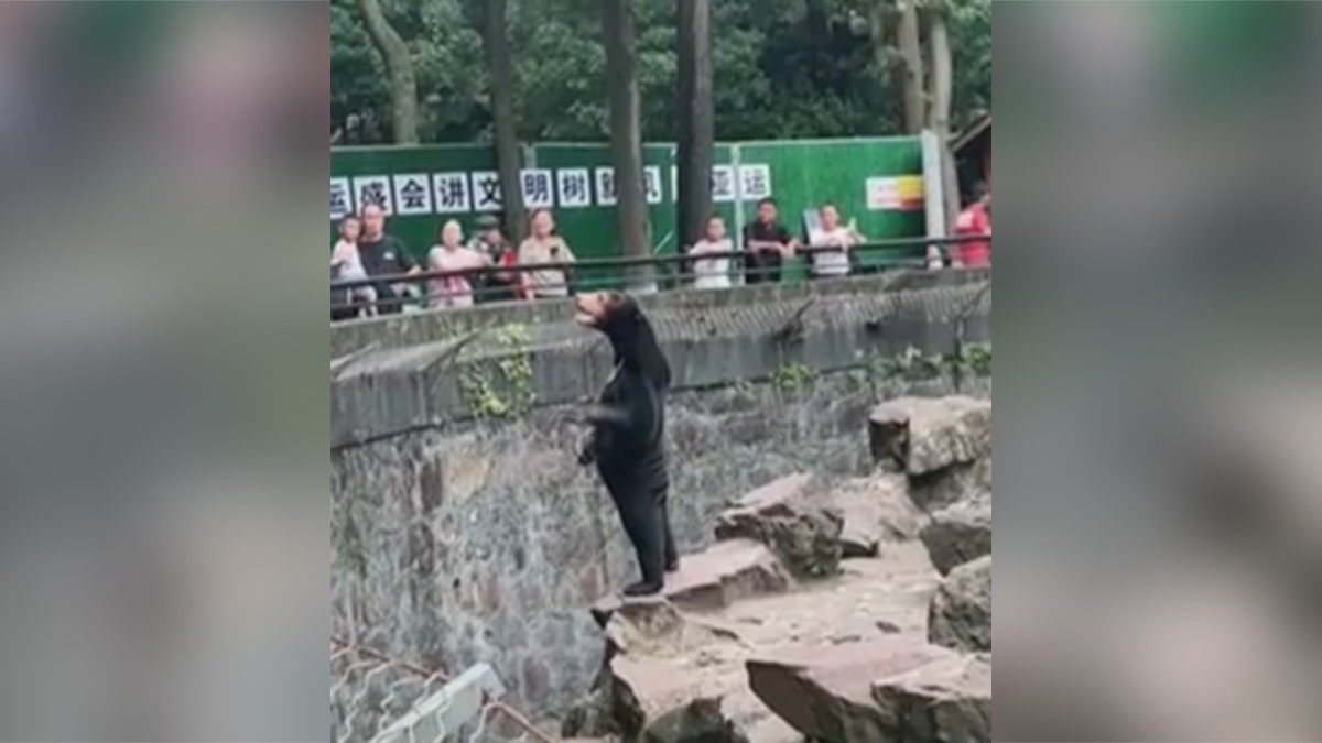 A bear standing on its hind legs