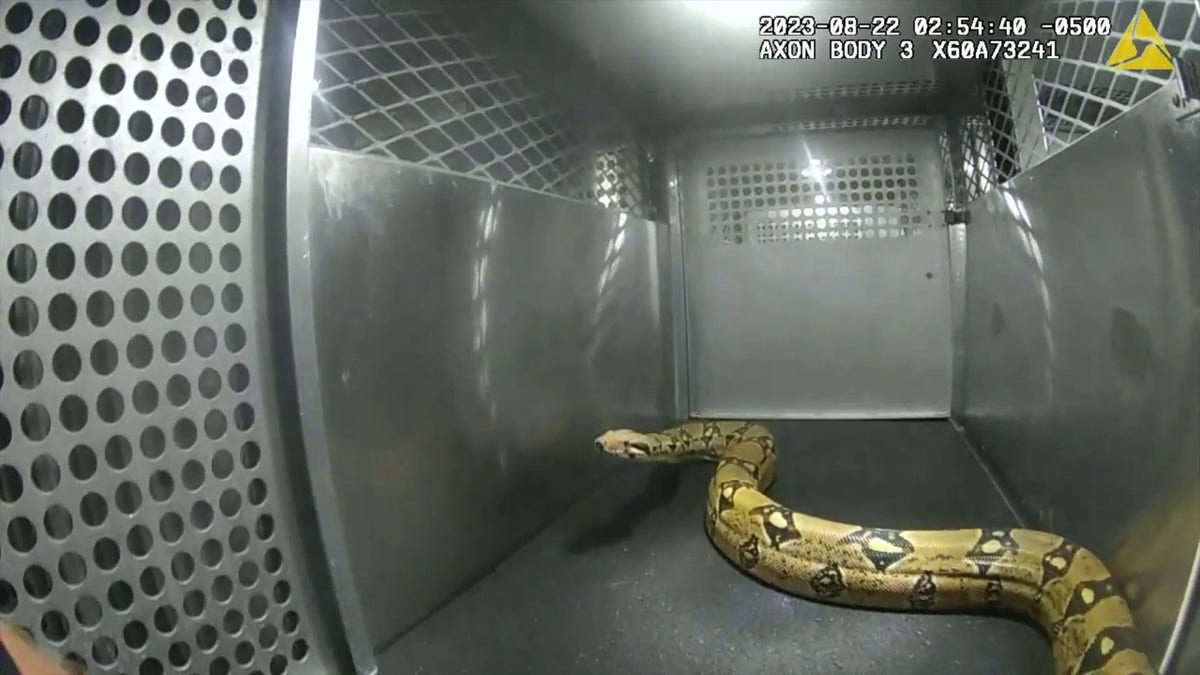 Snakes R Us: Arlington police don't play around with ball python found near toy store