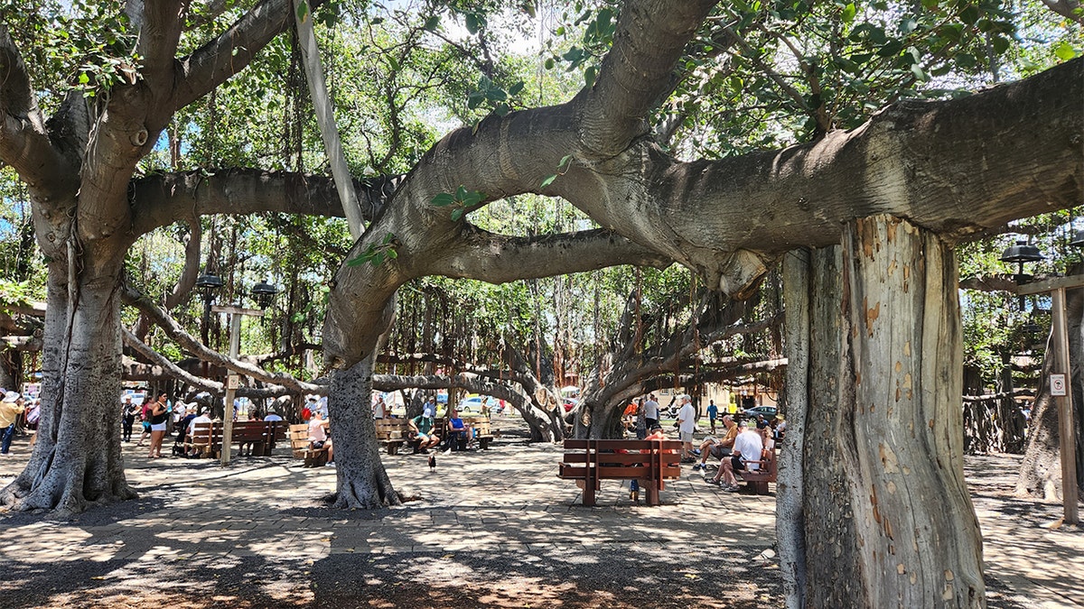 lahaina banyan tree