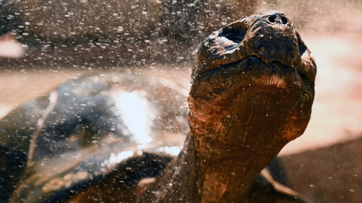 A Galapagos Tortoise is prayed with water in Arizona