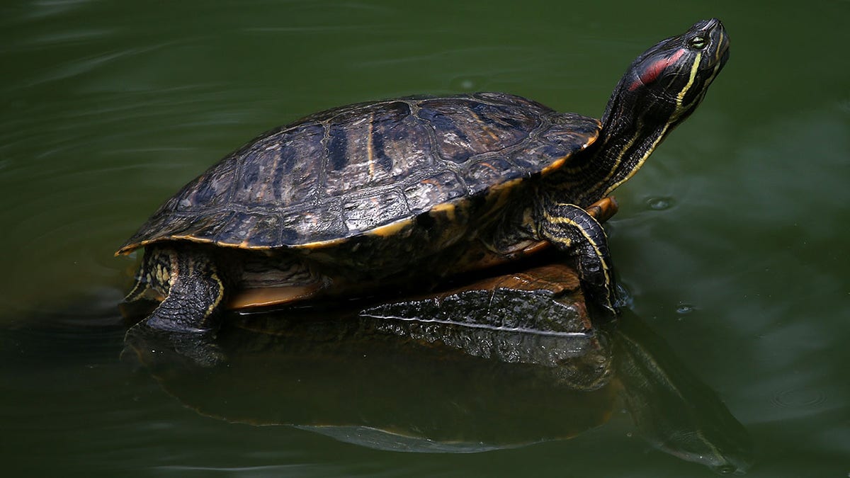 Turtle sits on rock