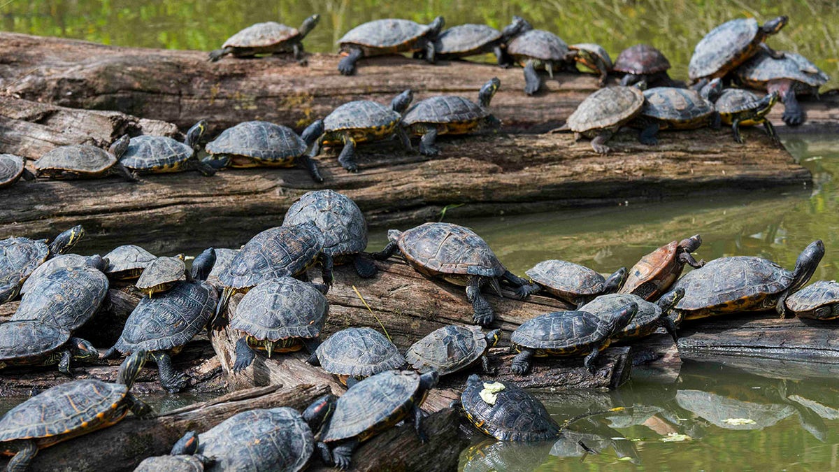Turtles rest on logs in water