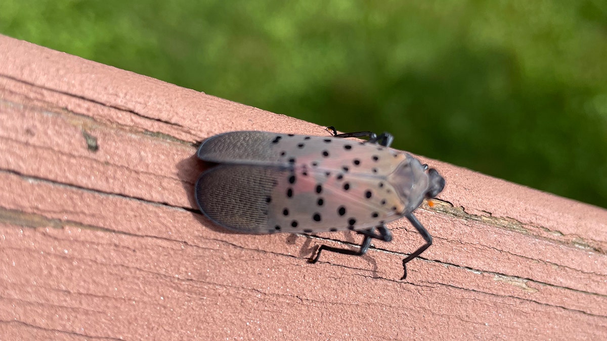 adult spotted lanternfly in Westchester County