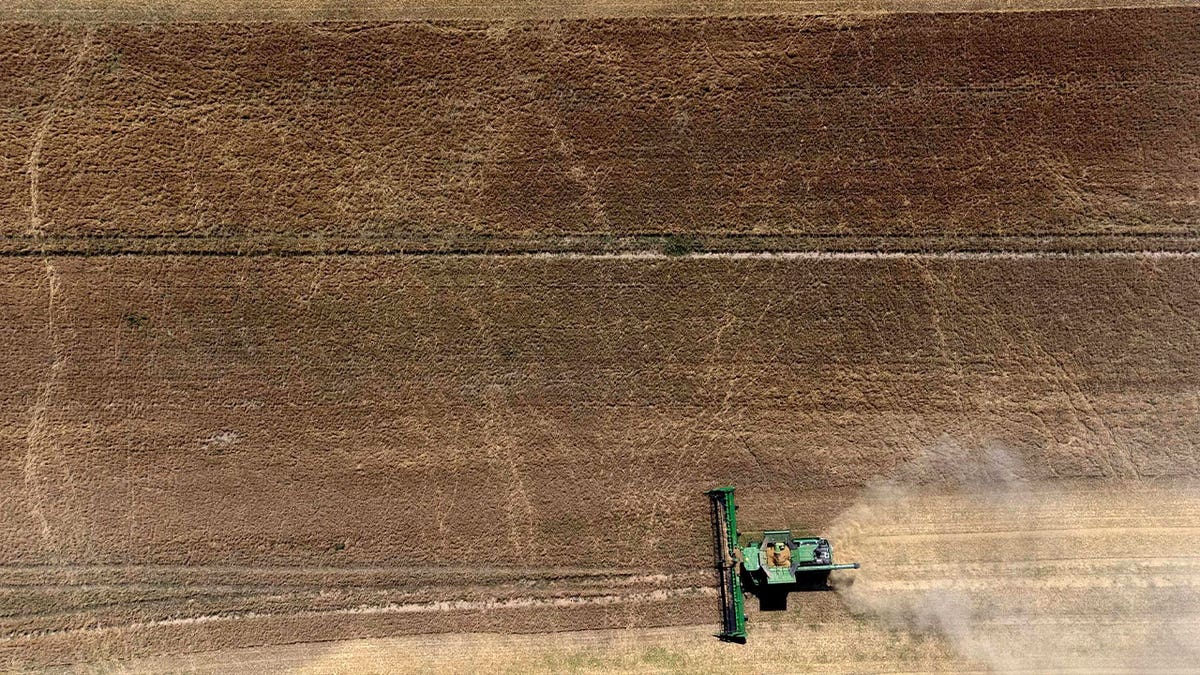 Farmers harvest a grain field 