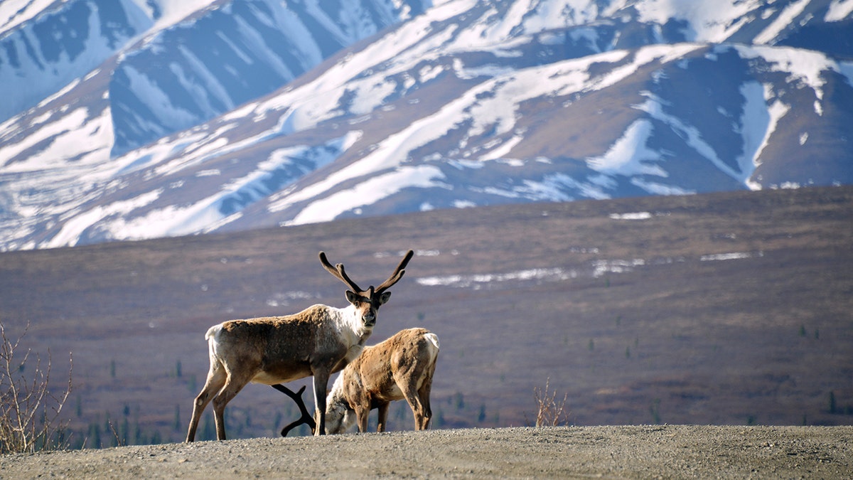 Two caribou in Denali National Park