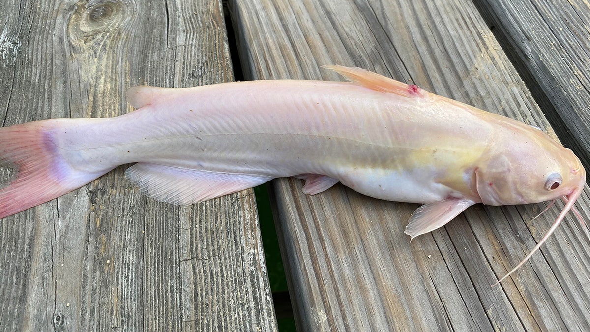 albino catfish