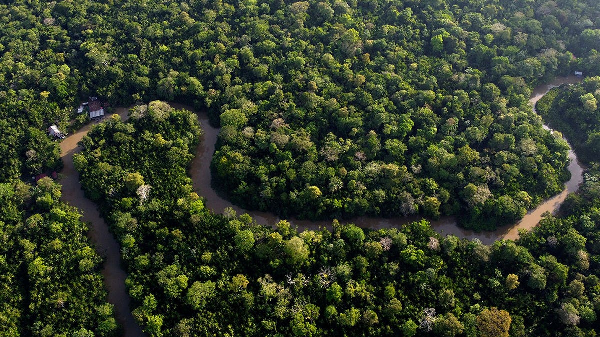 amazon forest