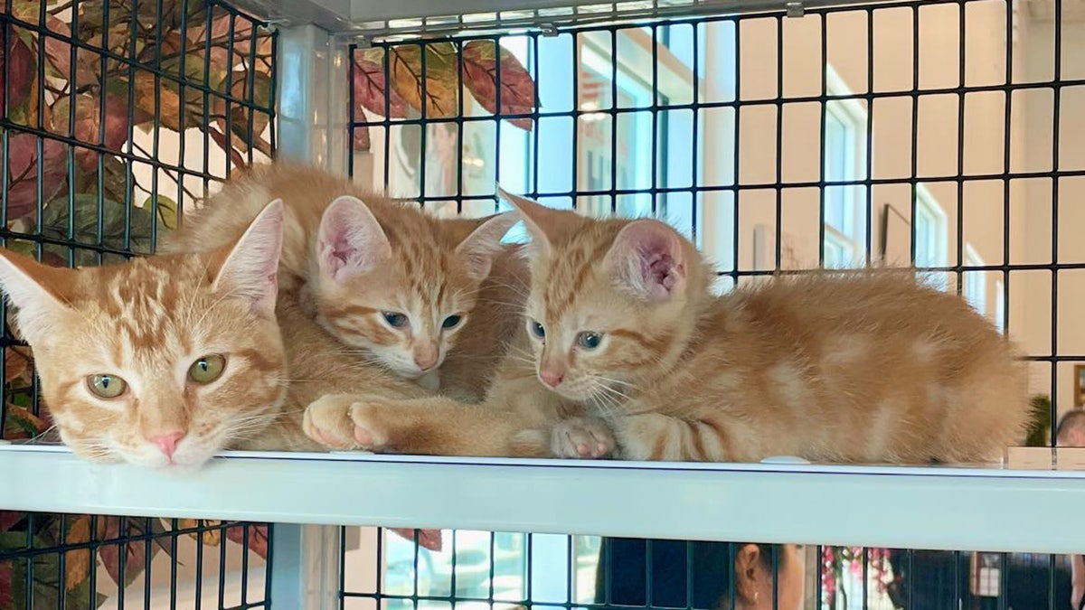 Three orange cats, one dad two kittens