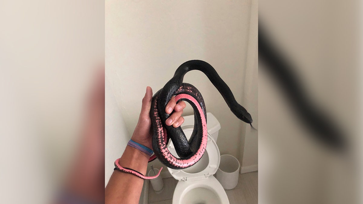 Pest control employee removes snake from toilet