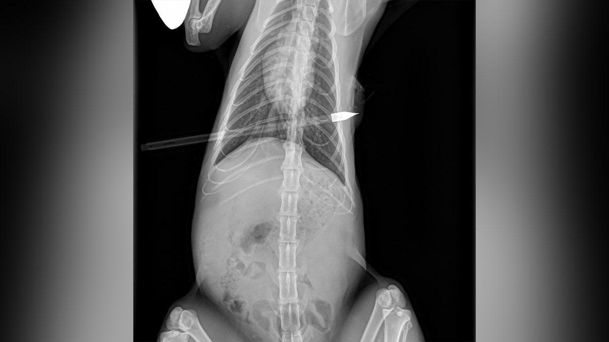 x-ray of cat with arrow through it