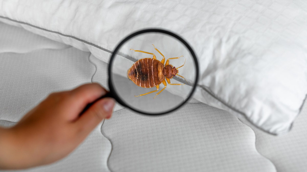 Bedbugs - bedding