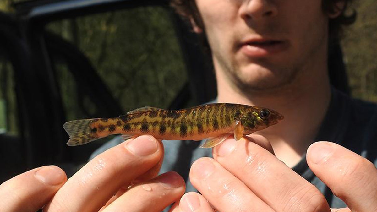 Rare' fish endangered in two US states has researchers working to