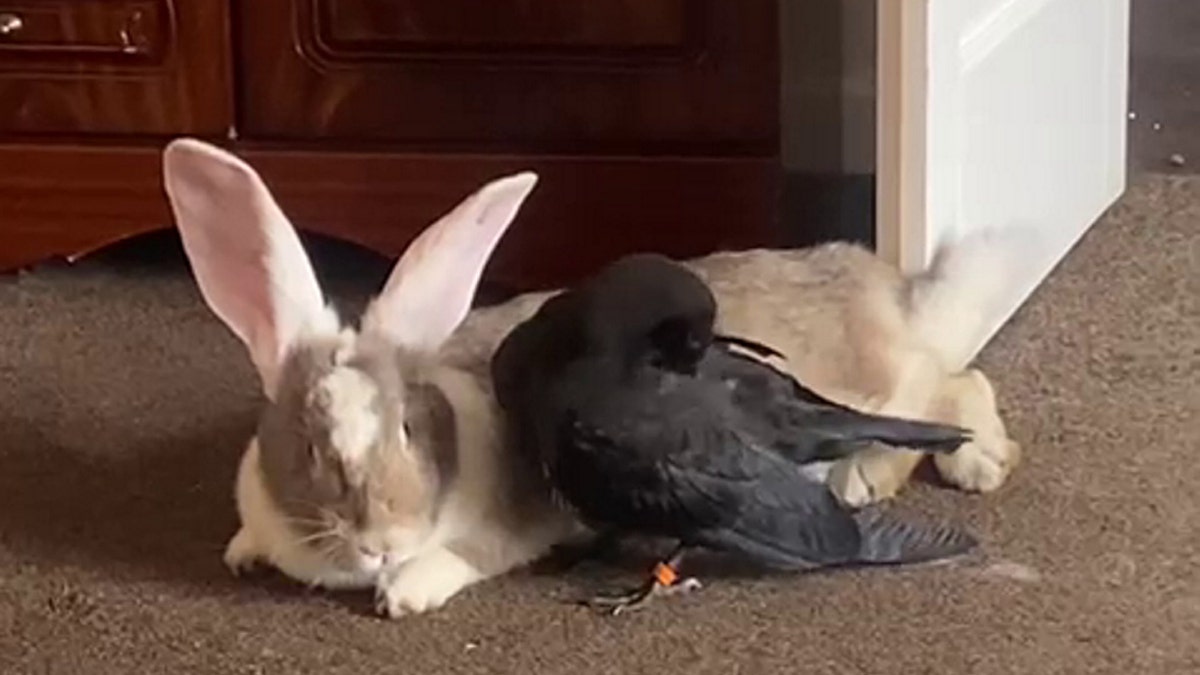Crow and bunny friends