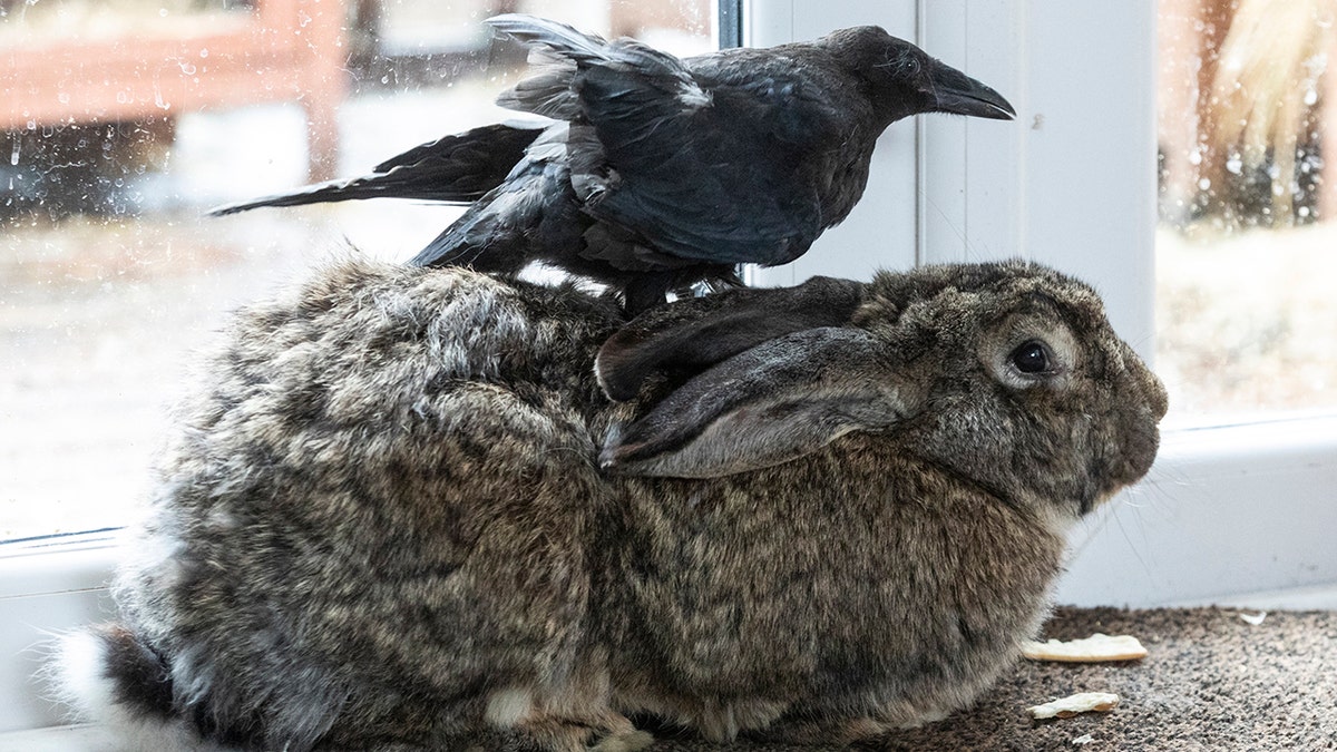 Crow and bunny friendship