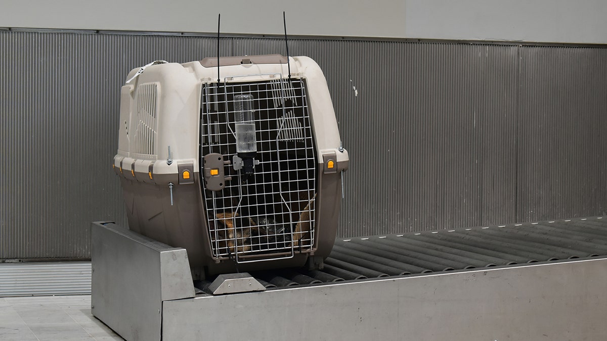 dog crate at airport