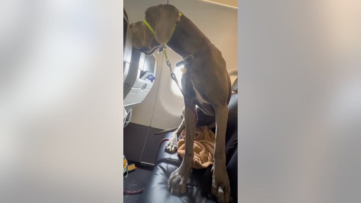 Great Dane sits on 2 plane seats