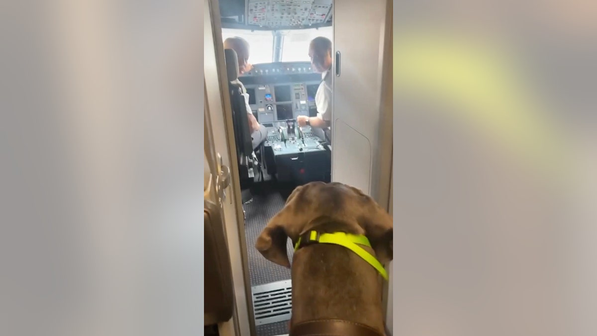 Great Dane pokes her head into the cockpit