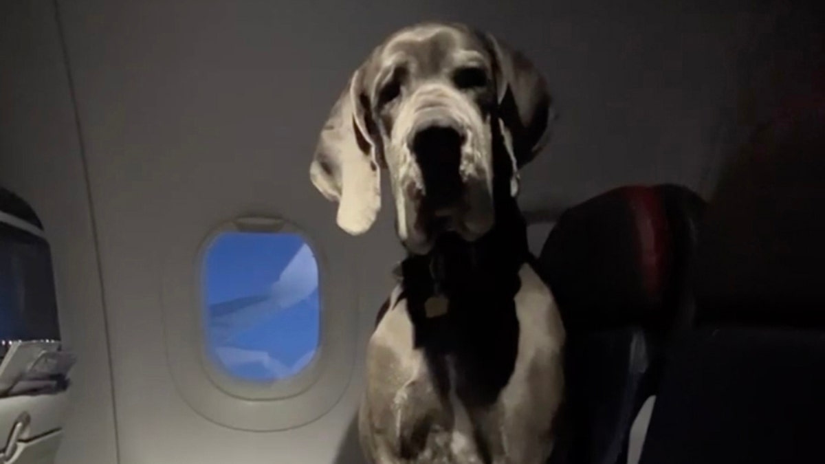 Great Dane Darwin on a plane