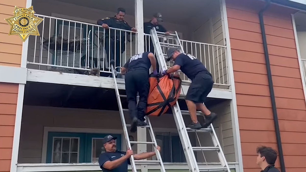 rescuers carrying dog off balcony