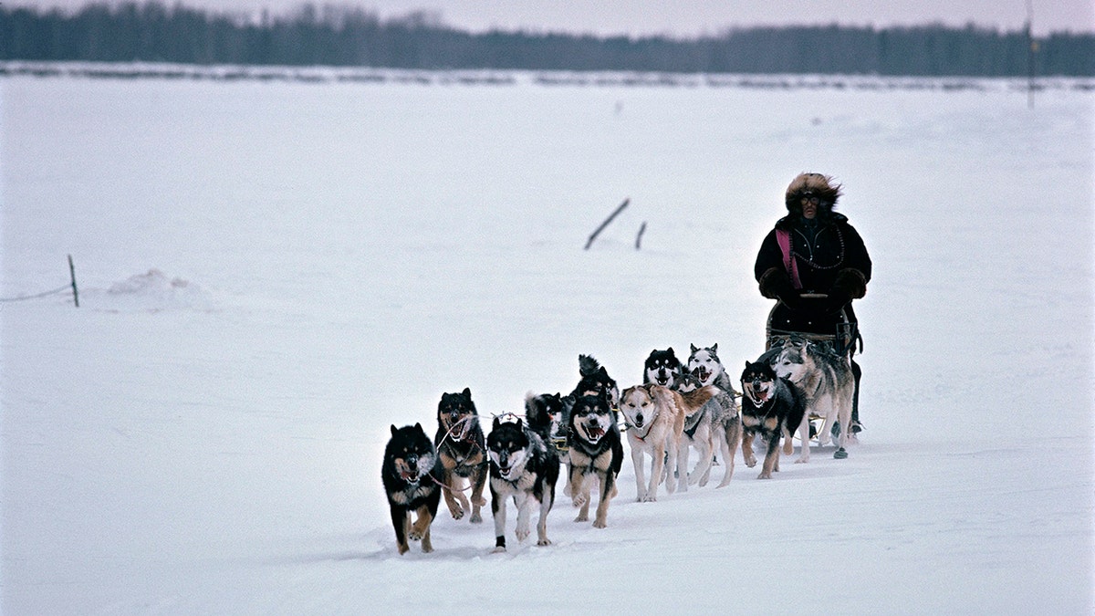 Dog sled race in Alaska 