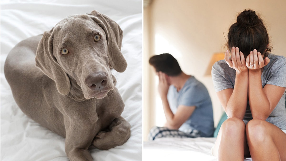 Couple disagreement dog on furniture