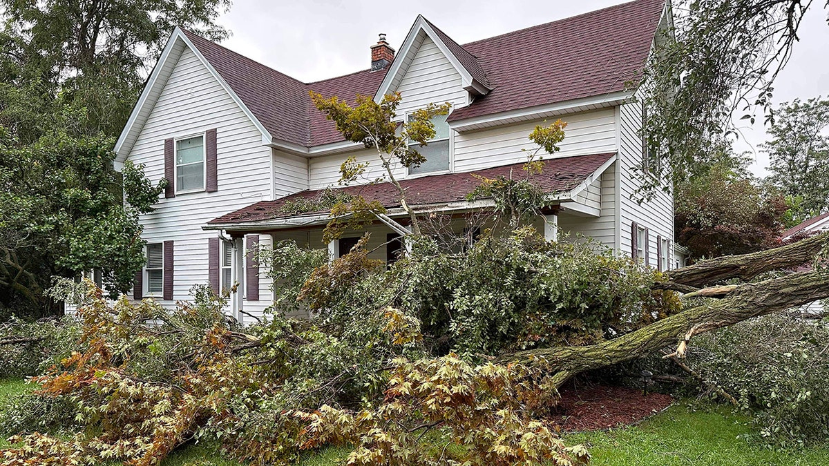 downed tree in front of a house