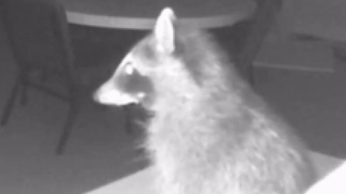 Racoon