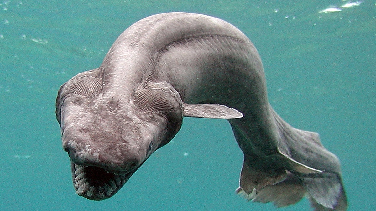 The frilled shark 