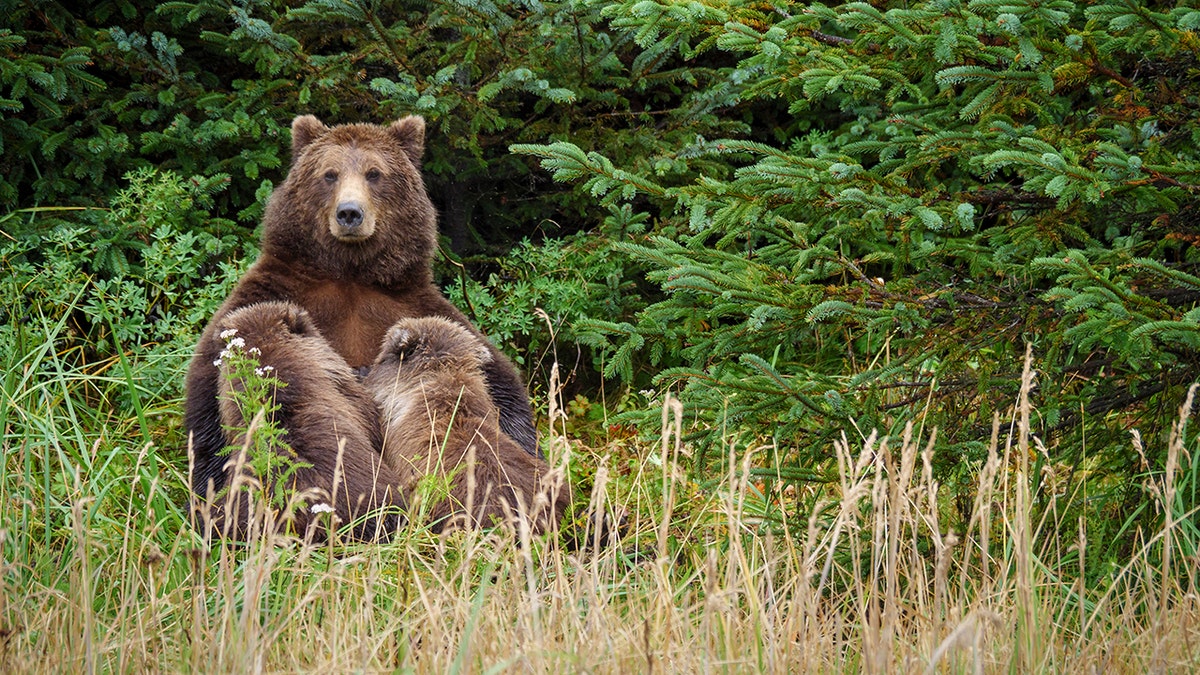 Coastal brown bear, or Grizzly Bear, nursing cubs. South Central Alaska.