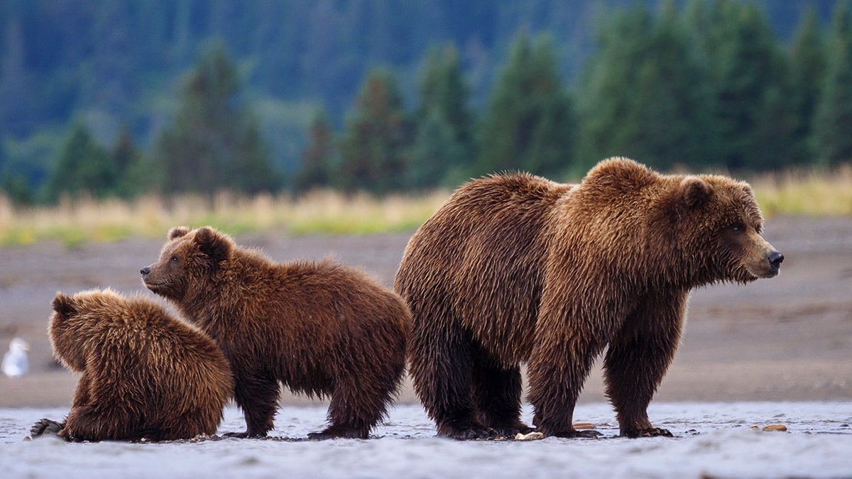 Un grizzli et deux oursons en Alaska