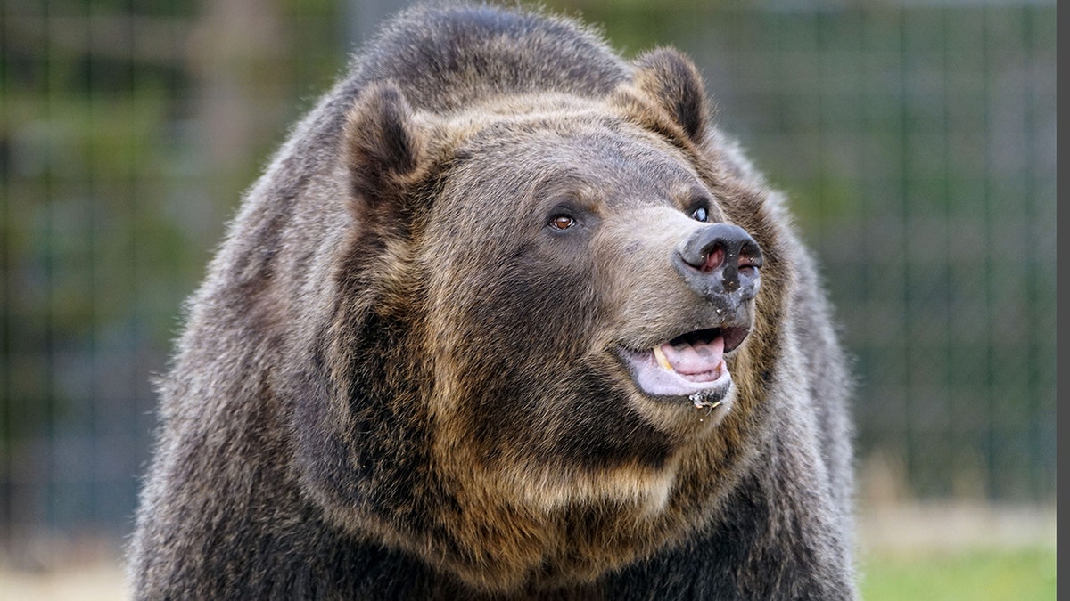 Grizzly bear that killed woman near Yellowstone euthanized after ...