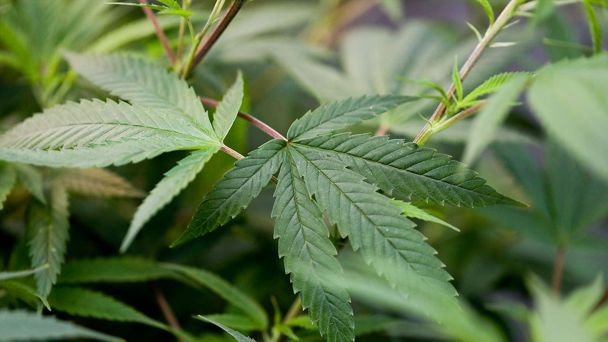 hemp plant