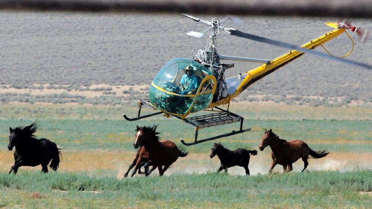 helicopter rounds up horses