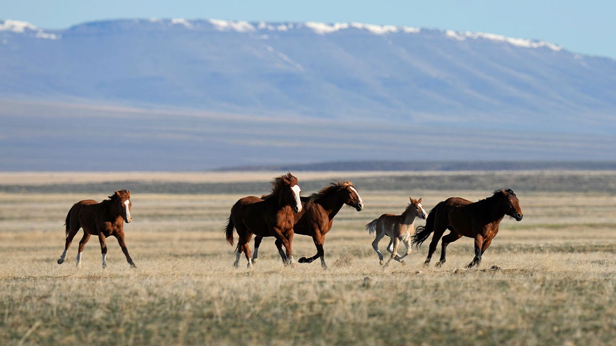 horses gallop in NV