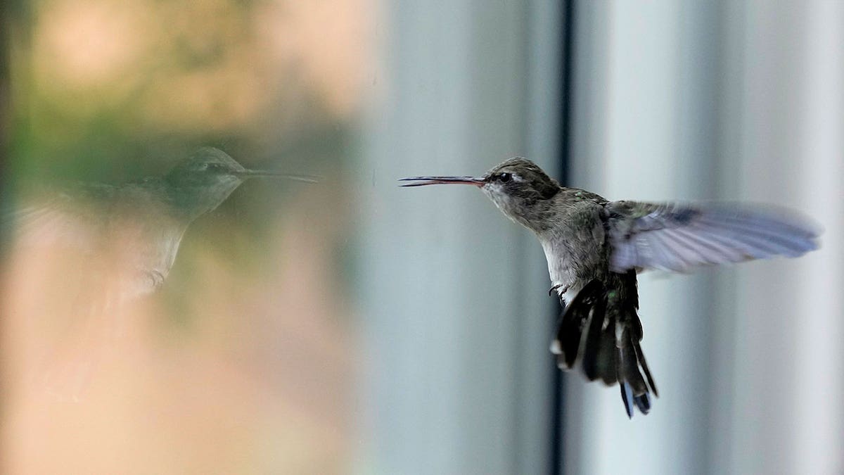 hummingbird hovers 