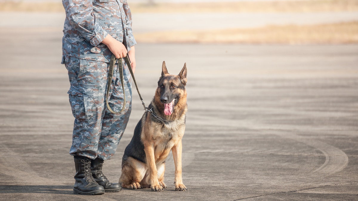 military dog with a soldier