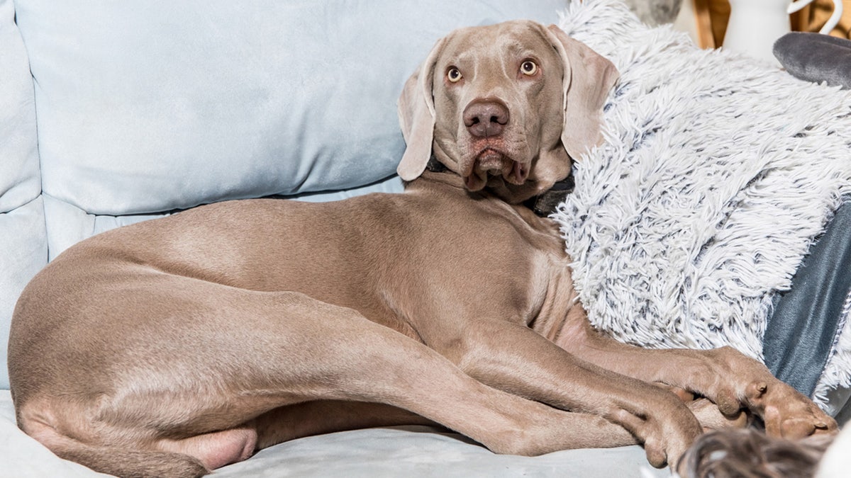 Dog on couch dilemma