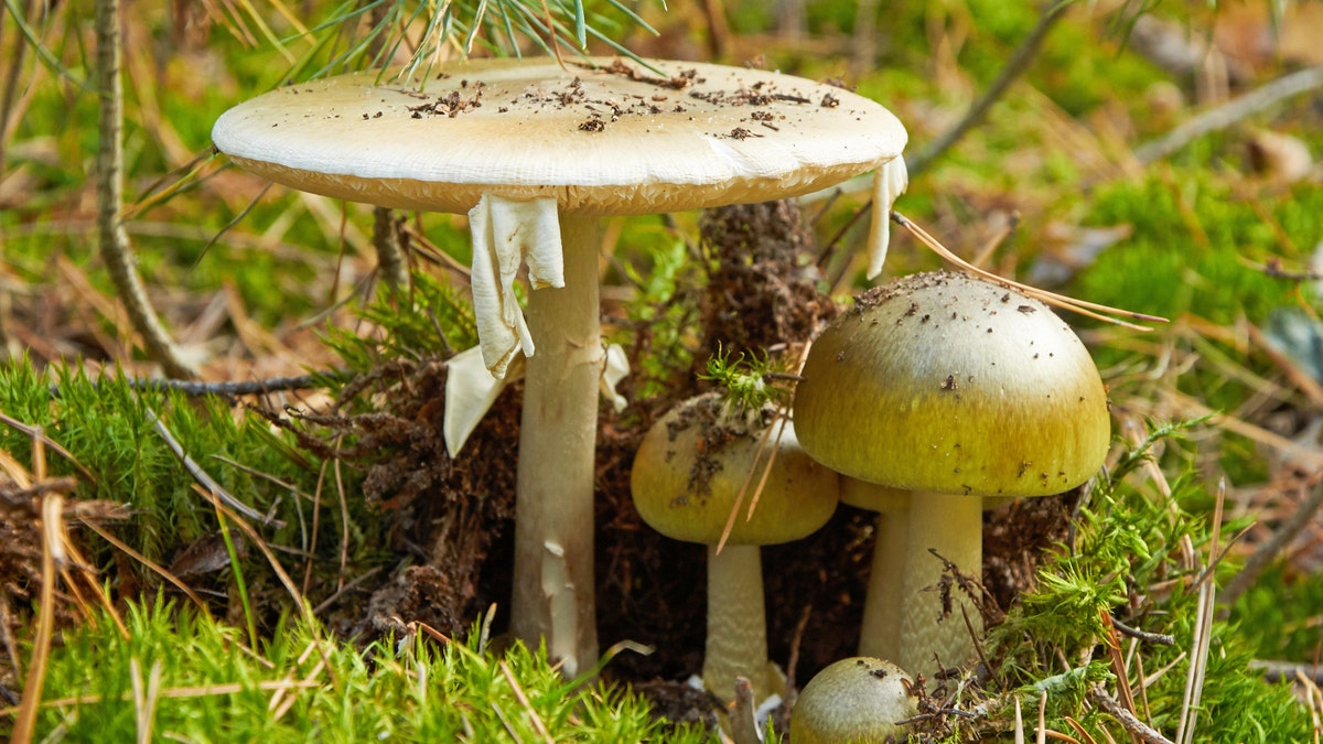 death cap mushrooms