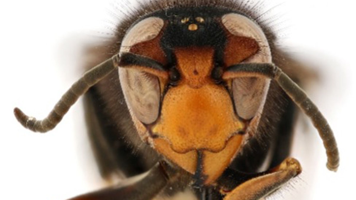 yellow-legged hornet