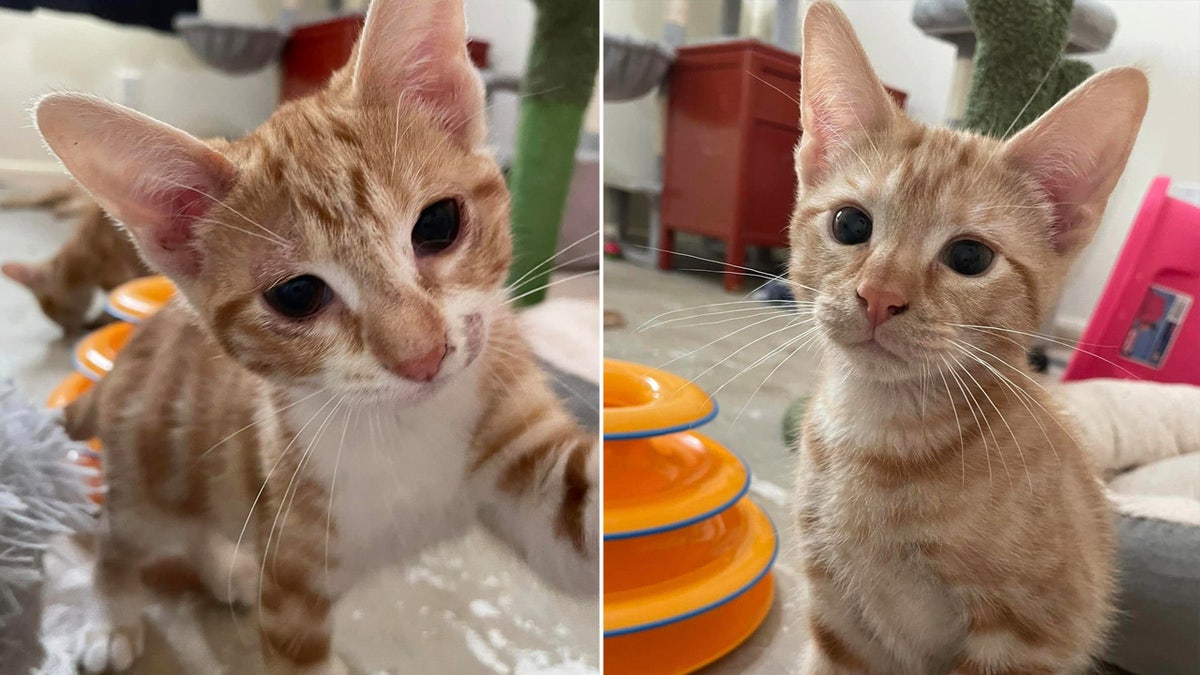 Two orange striped kittens
