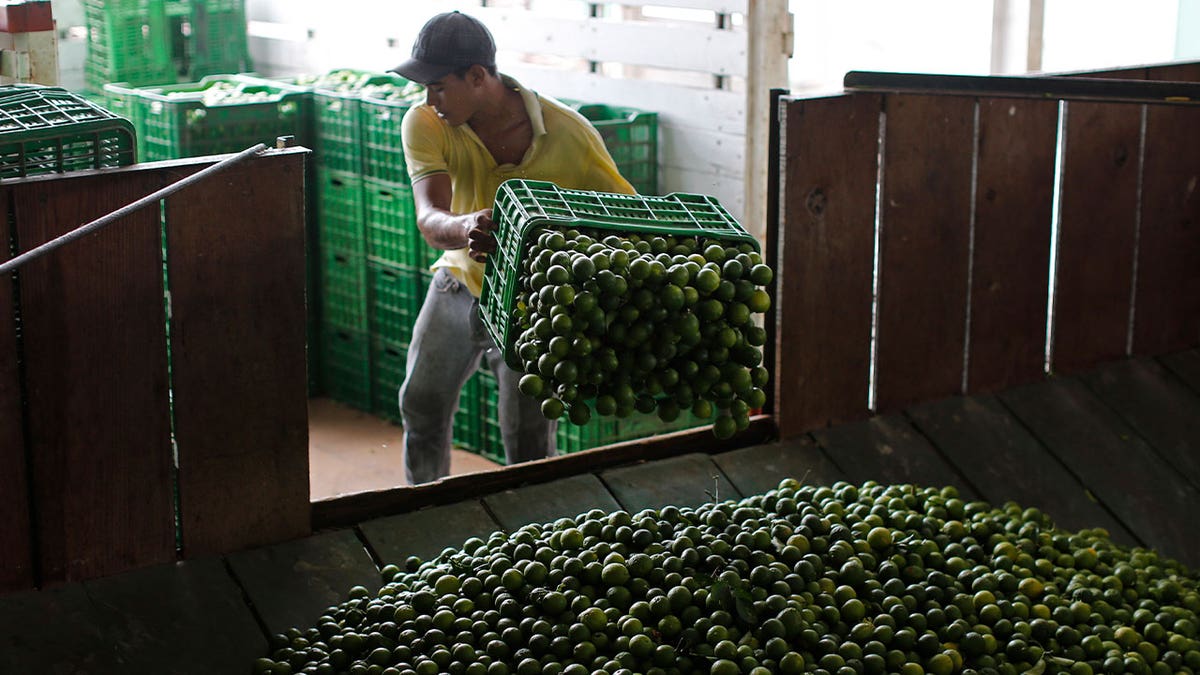 man unloads limes