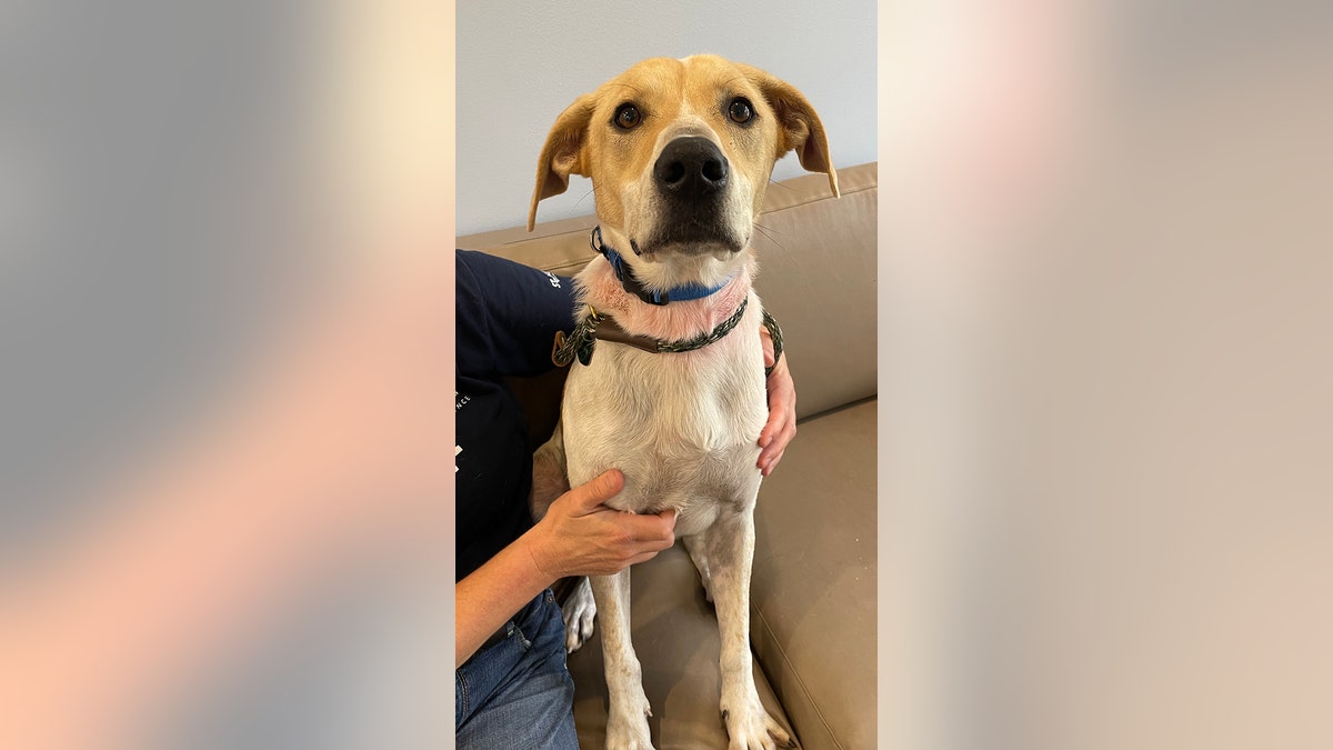 Adoptable dog Lionell