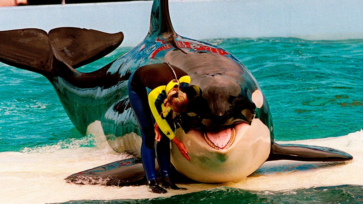 trainer pets lolita the orca