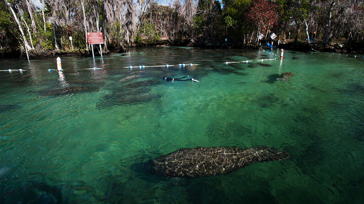 Manatees swimming in Florida river