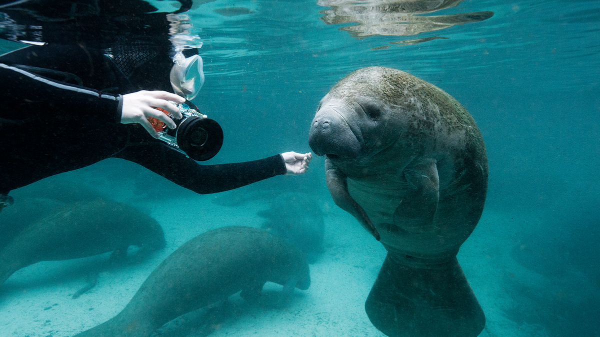 Manatee with diver